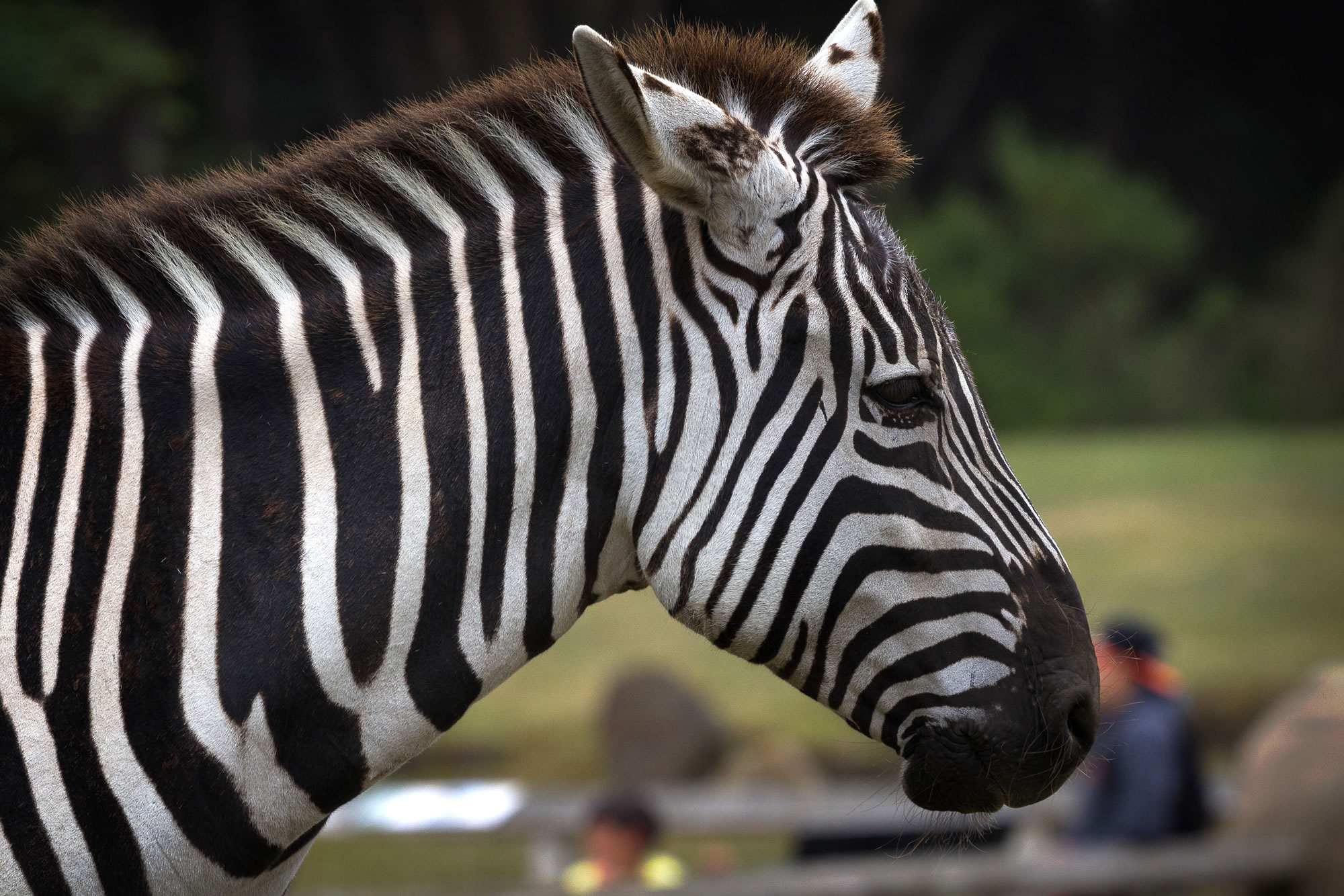 zoo-San-Francisco-016